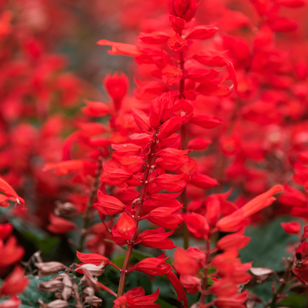 Autumn Sage Red (Salvia greggii) close-up of vivid red tubular blooms with green foliage — Phoenix, AZ