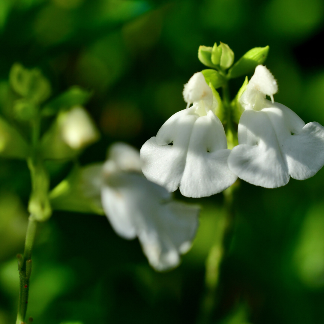 Autumn Sage White