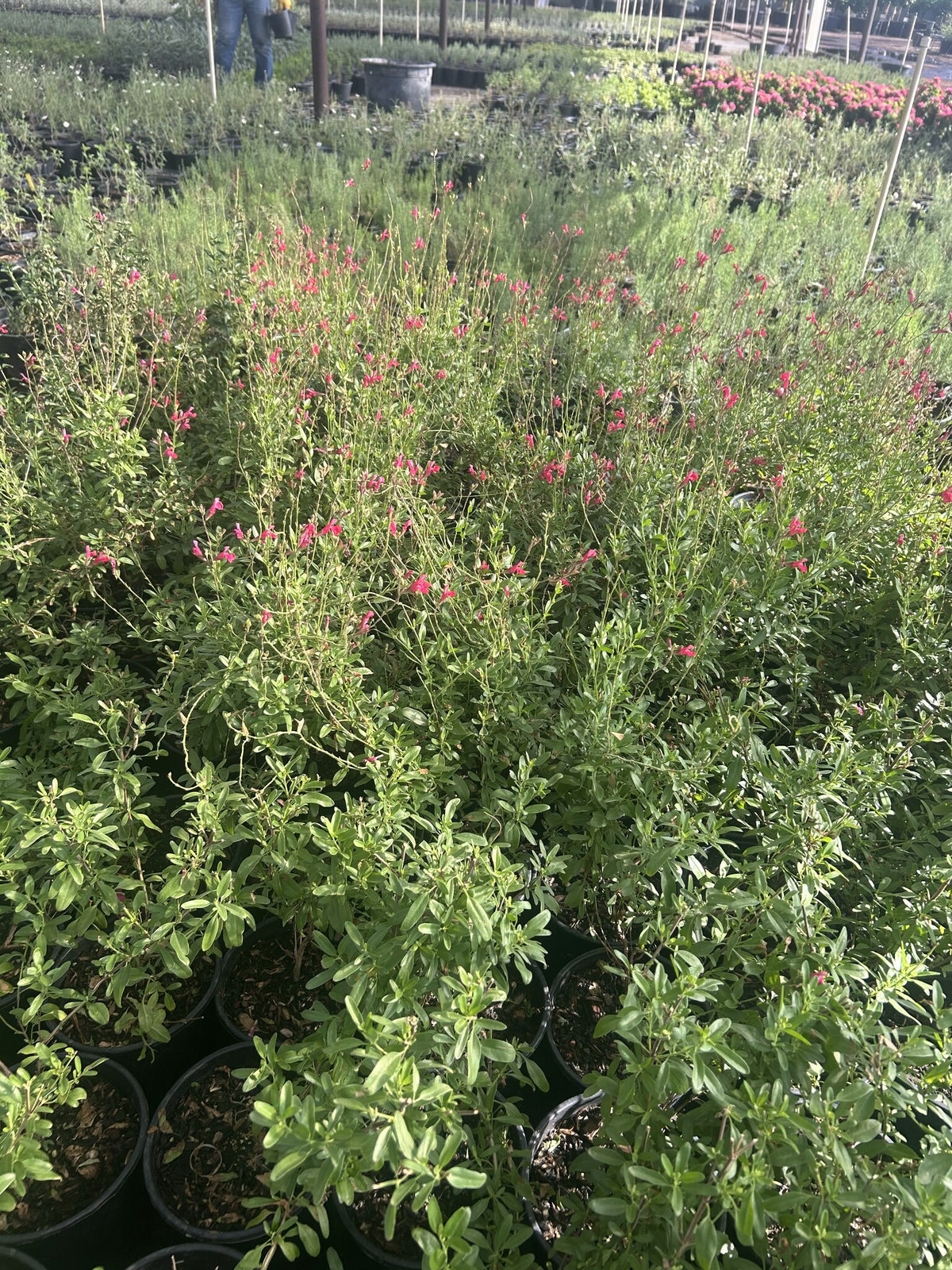 Autumn Sage Pink forming a tidy mound of pink blooms in a low water desert border