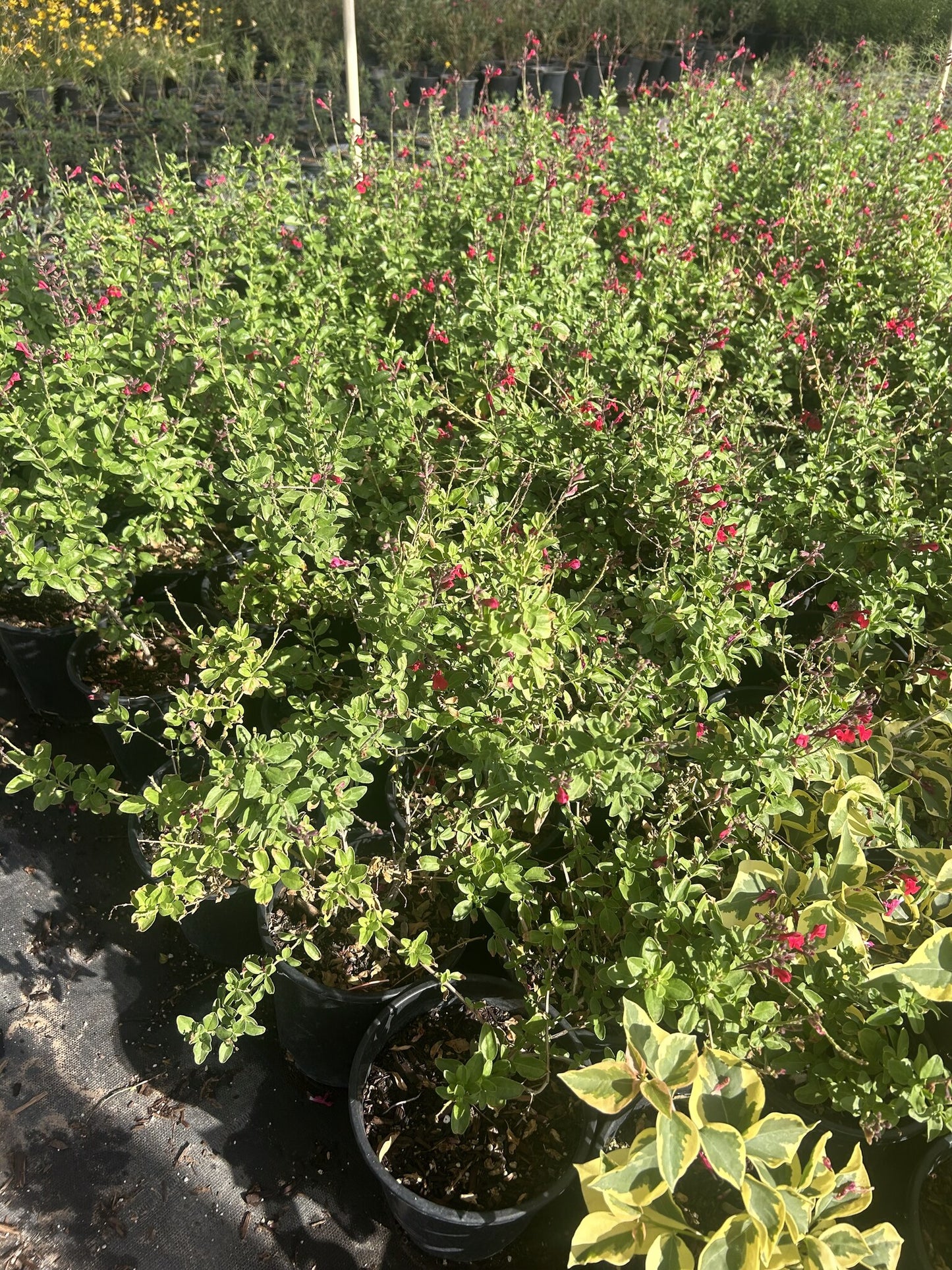 Autumn Sage - Red