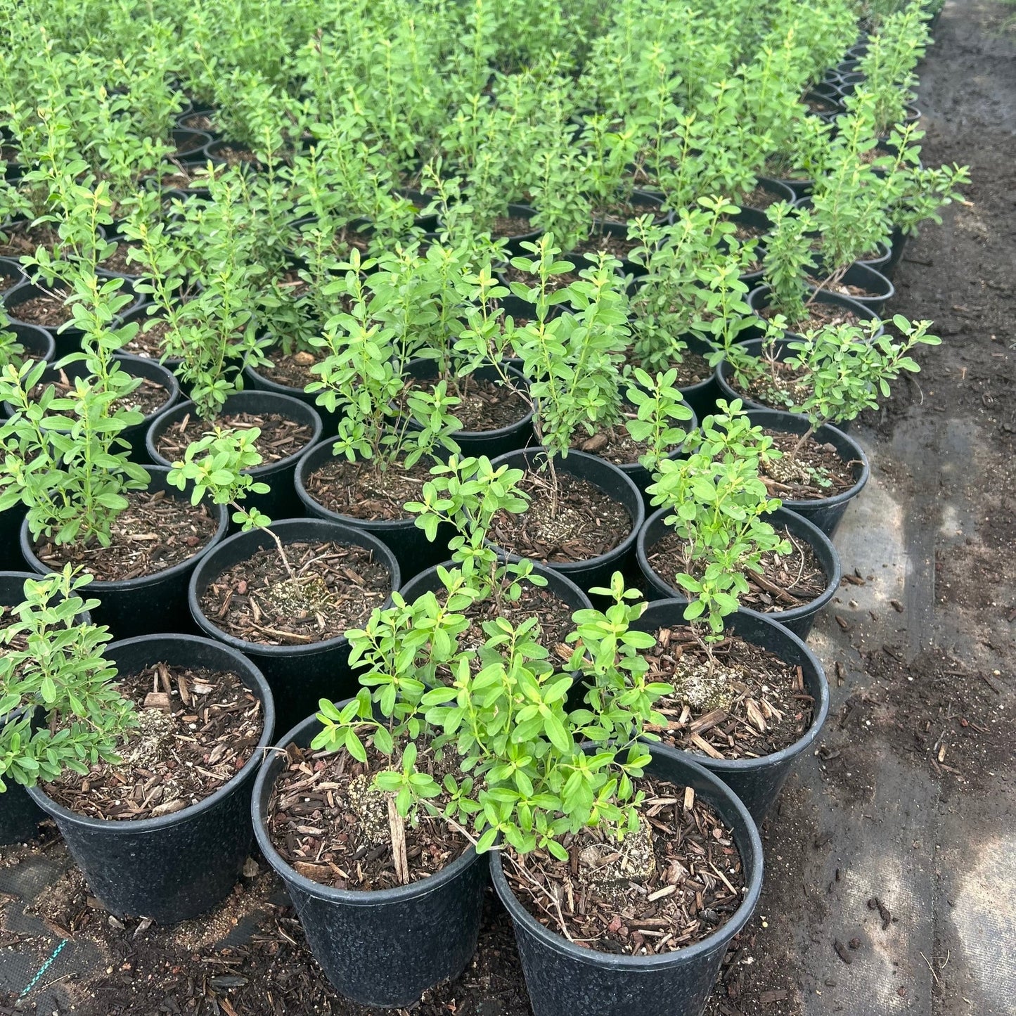 1 gallon Autumn Sage Hot Pink (Salvia greggii 'Hot Pink') in nursery pot — Phoenix, AZ