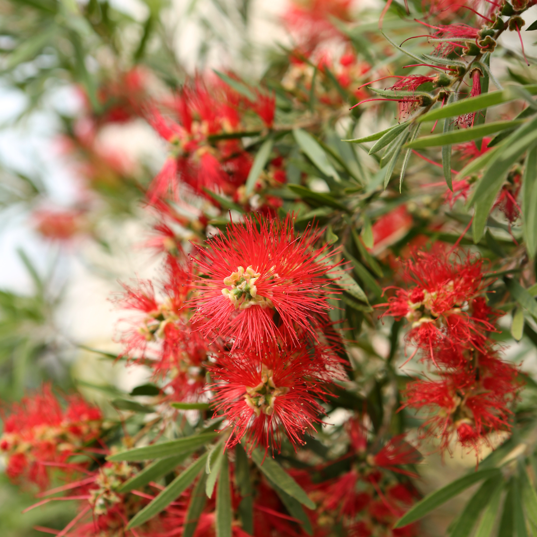 Baja Fairy Duster (Calliandra californica) with vivid red pompom blooms in nursery — Phoenix, AZ