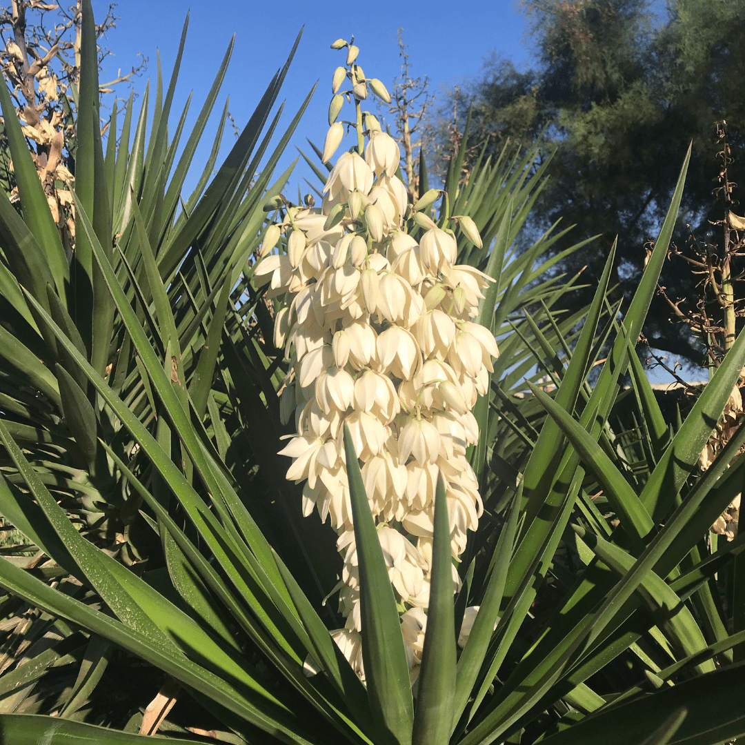 where can i buy yucca plants Buy Banana Yucca Phoenix, AZ | Yucca baccata
