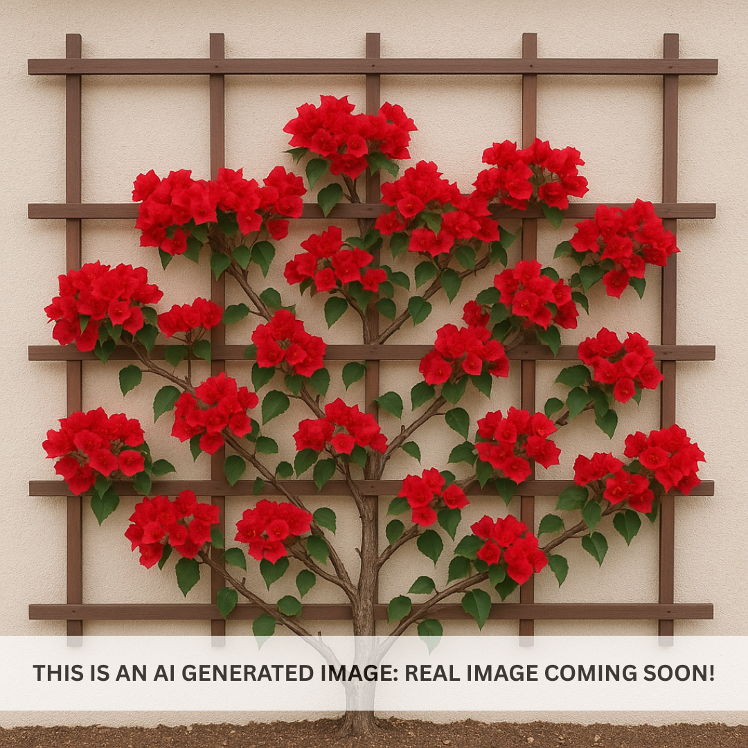 Barbara Karst Bougainvillea Espalier