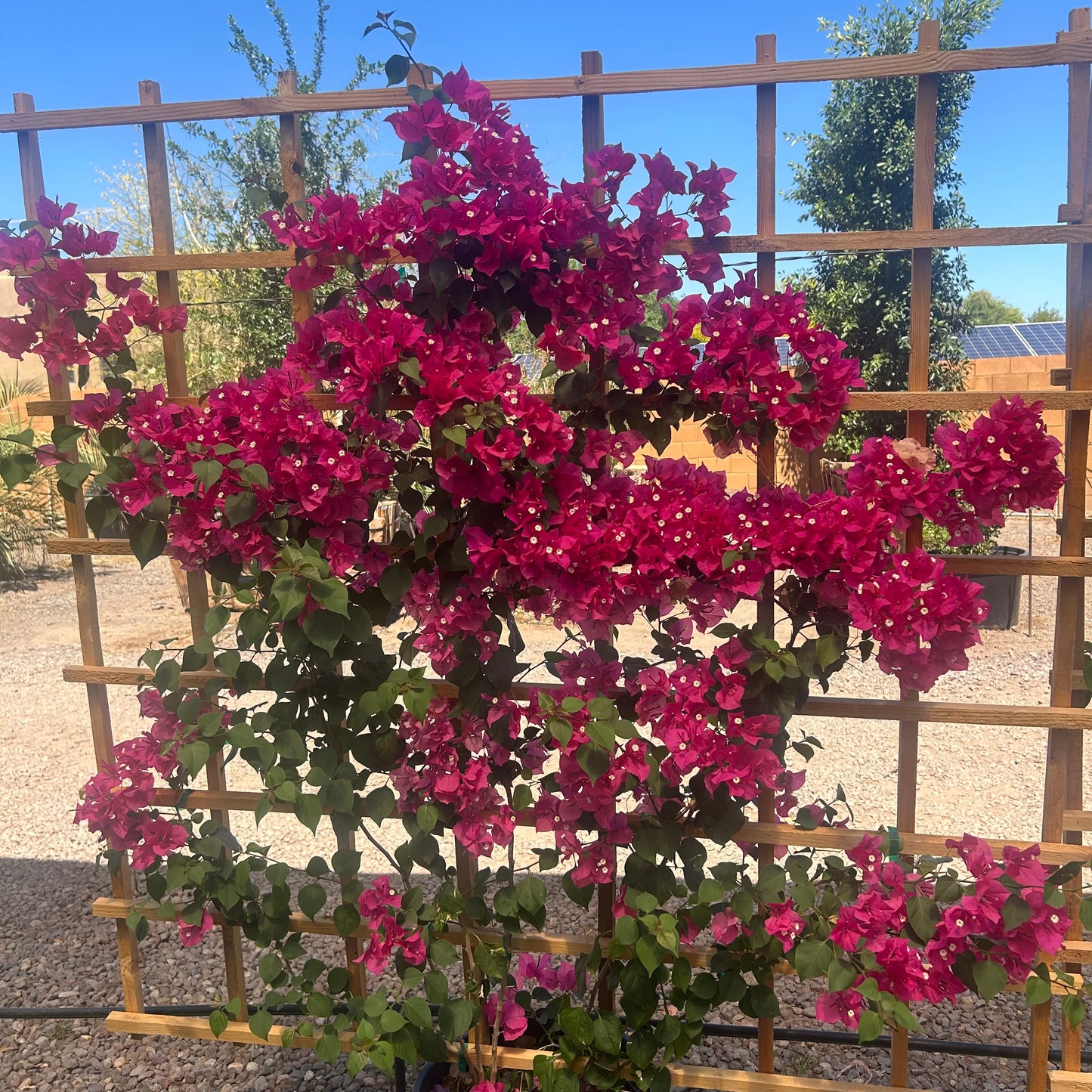 Barbara Karst Bougainvillea Espalier with vivid magenta-red bracts on wooden trellis in nursery — Phoenix, AZ