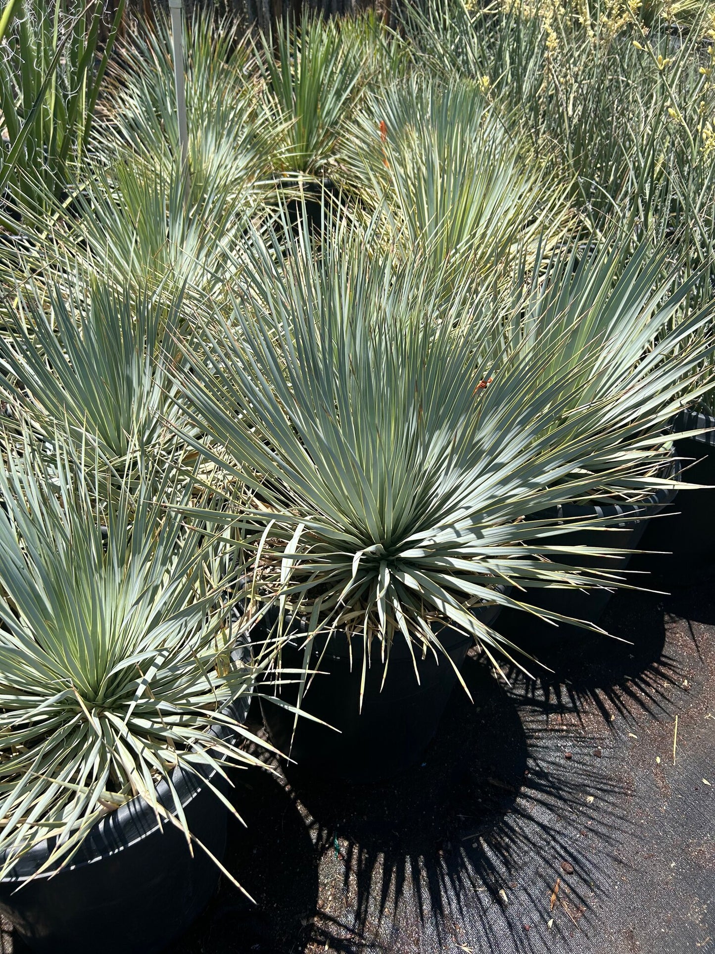Beaked Yucca