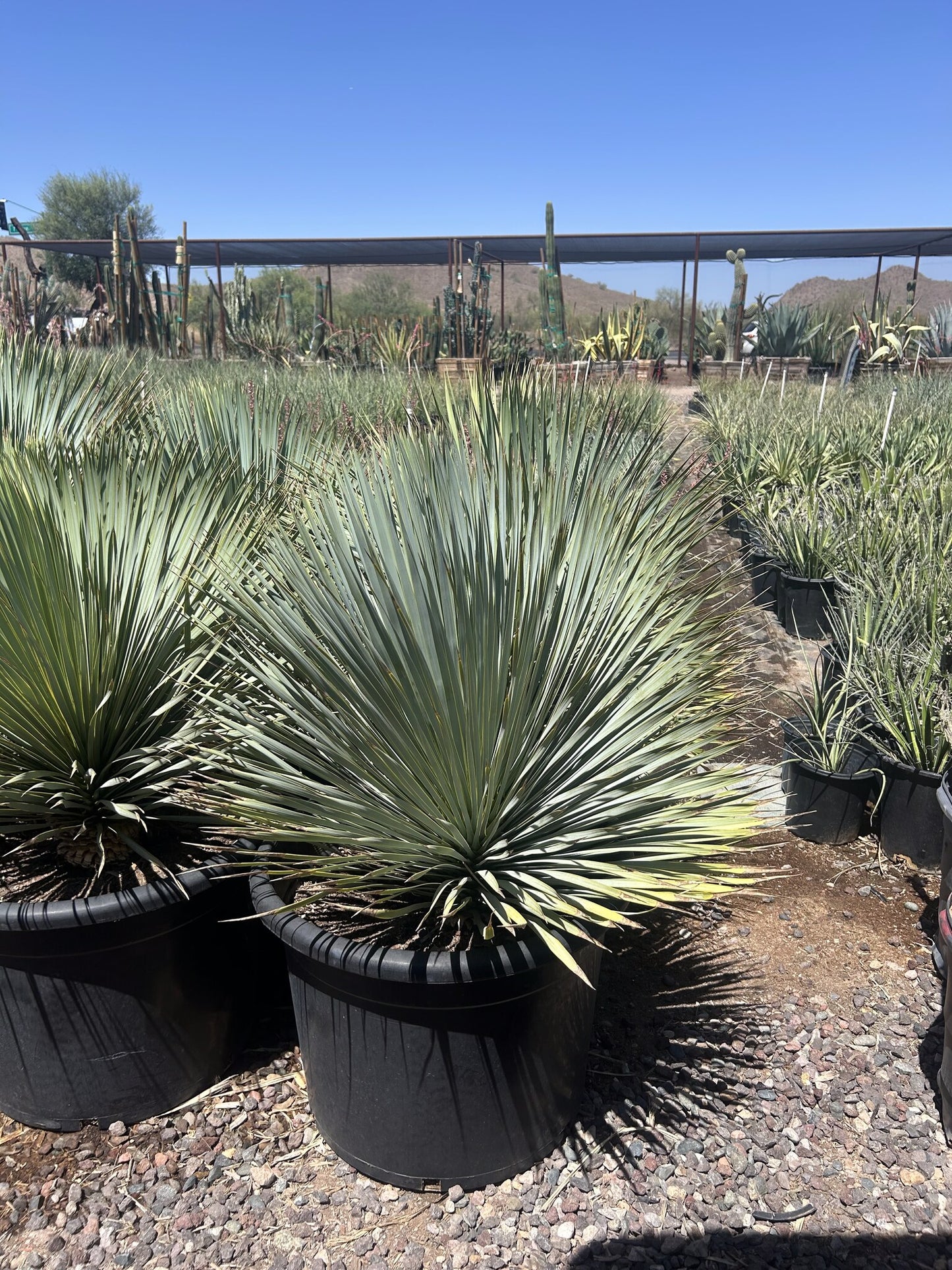 Beaked Yucca - 25 Gallon