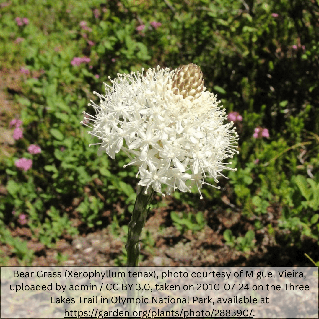 Bear Grass (Nolina microcarpa) clumping desert accent plants at Three Timbers nursery — Phoenix, AZ