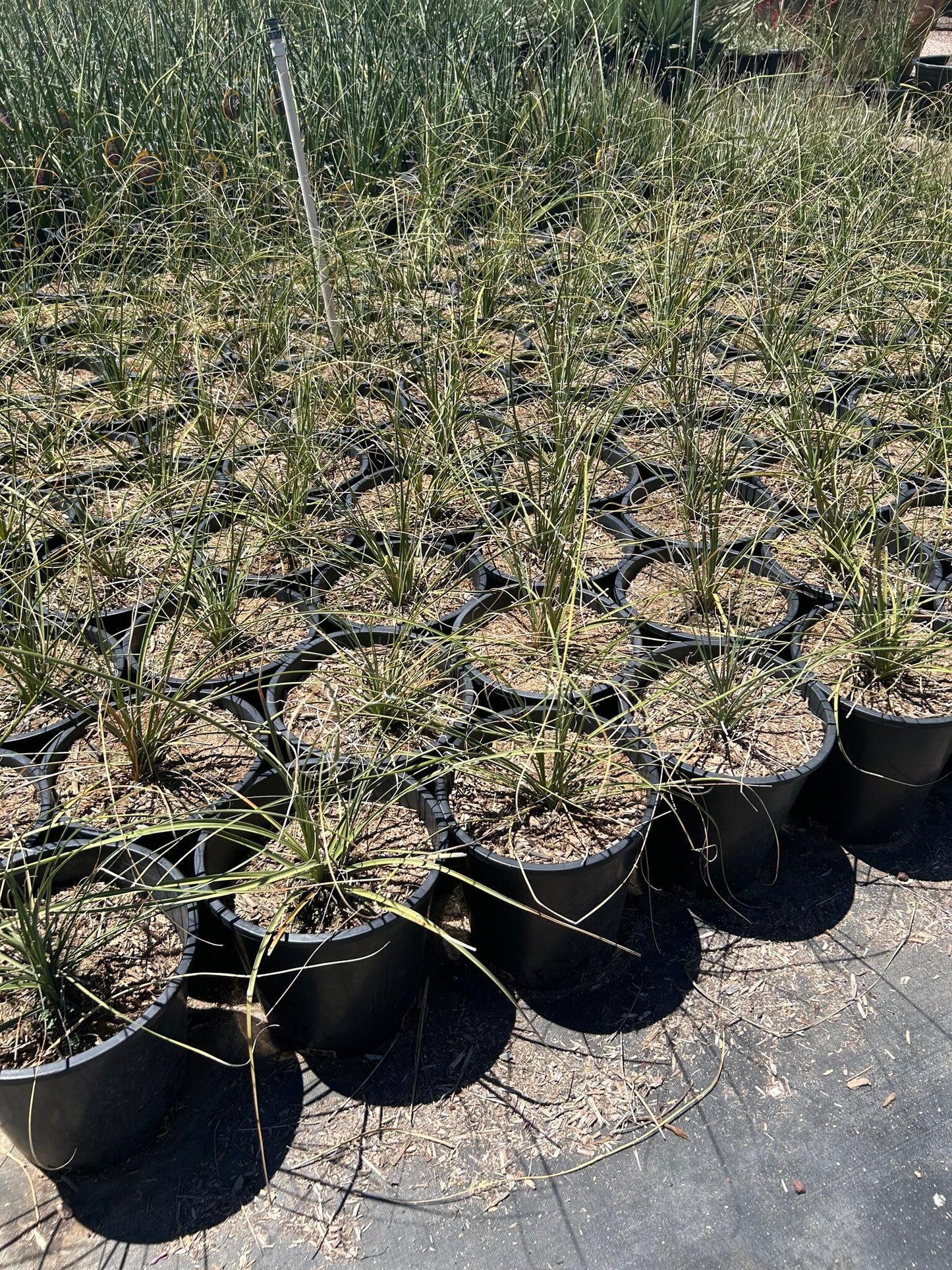 Bear Grass - 3-5 Gallon