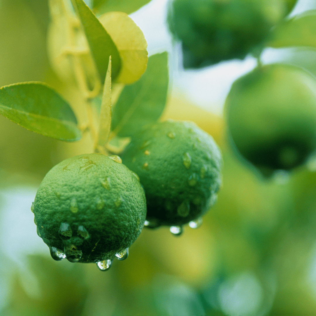 Bearss Lime Tree (Citrus latifolia) with green limes on branch — Phoenix, AZ