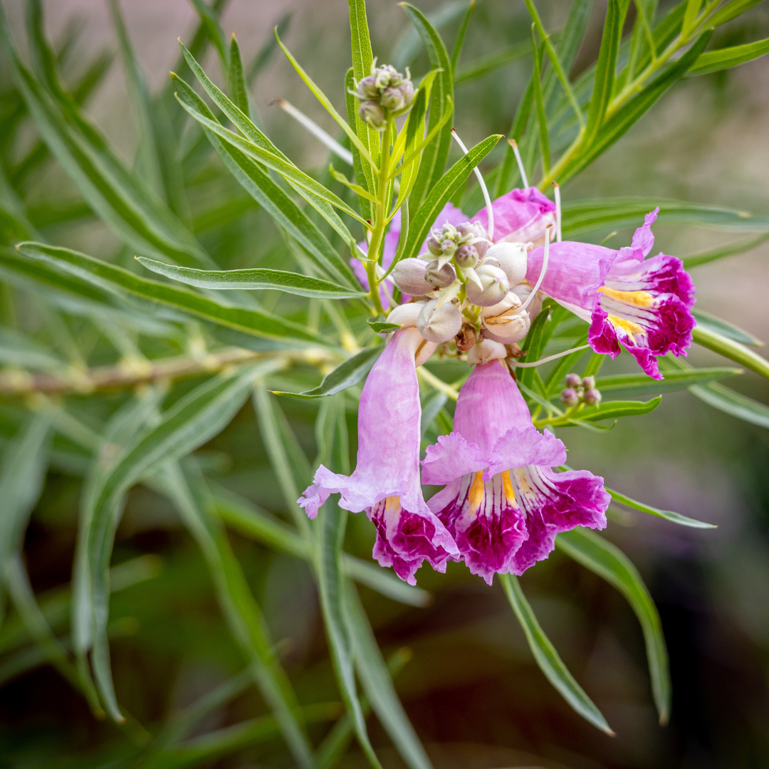 Bubbalicious Desert Willow (Chilopsis linearis) close-up of deep rose trumpet flowers — Phoenix, AZ