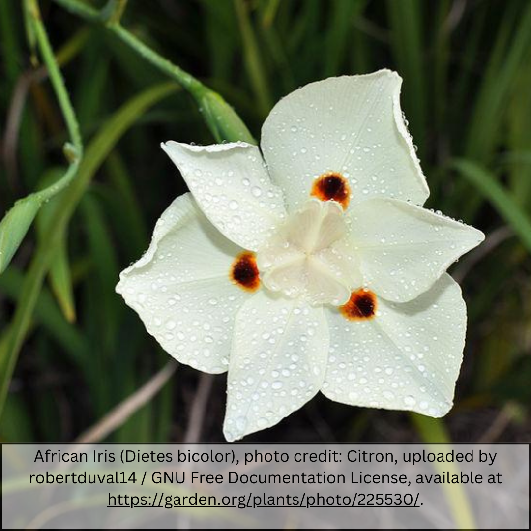 Bicolor Iris (yellow)