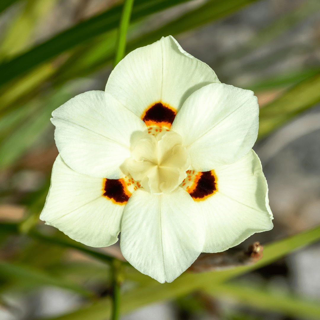 Bicolor Iris (Dietes bicolor) flower close-up showing yellow-white petals with brown maroon markings — Phoenix, AZ