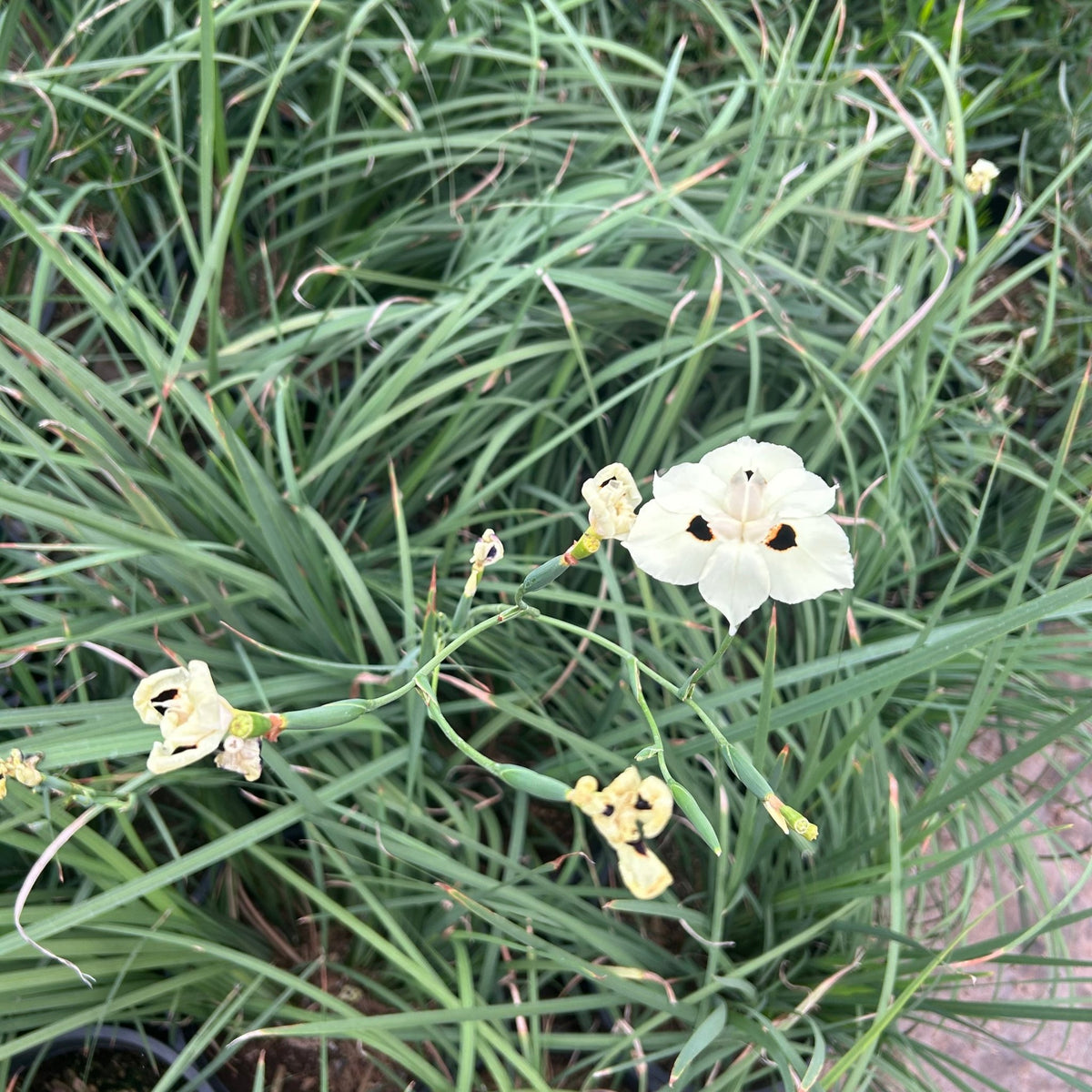 5 gallon Bicolor Iris (Dietes bicolor) in nursery pot — Phoenix, AZ