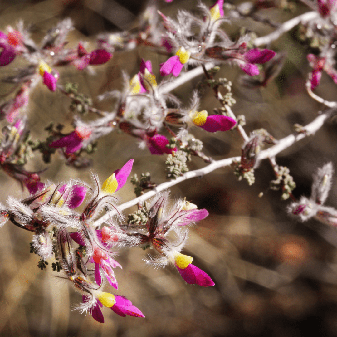 Black Dalea (Dalea frutescens) compact native shrub with deep purple blooms — Phoenix, AZ