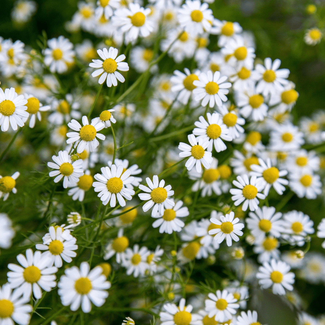 Low-Water Color Garden perennial pack — Blackfoot Daisy and desert wildflowers, Phoenix AZ
