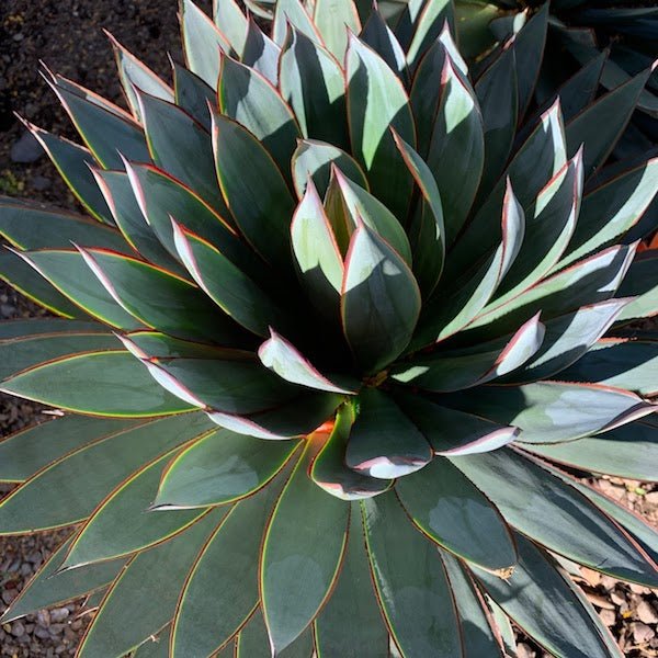 Blue Glow Agave (Agave 'Blue Glow') close-up showing blue-green leaves with red margins — Phoenix, AZ