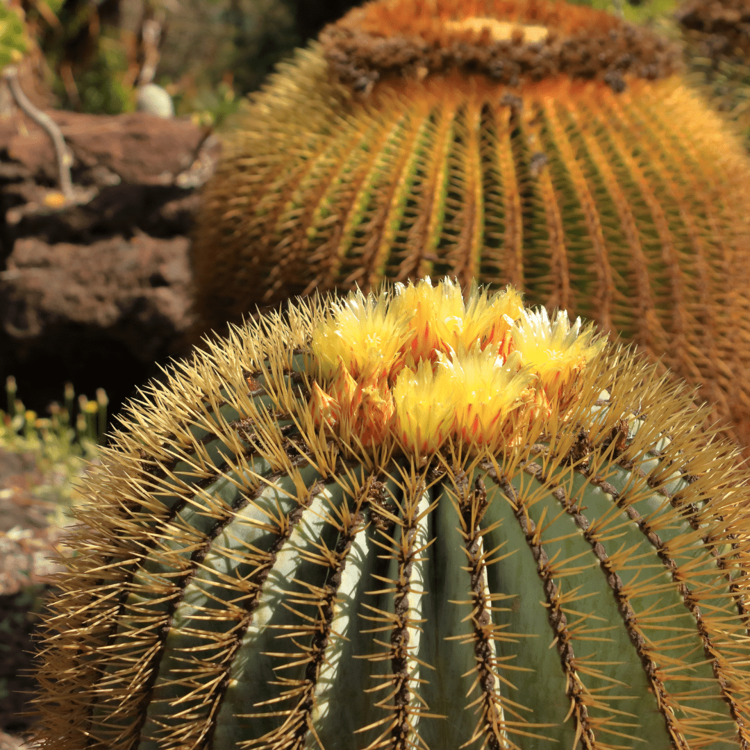Blue Barrel Cactus (Ferocactus glaucescens) close-up showing yellow flowers and golden spines on blue-gray body — Phoenix, AZ
