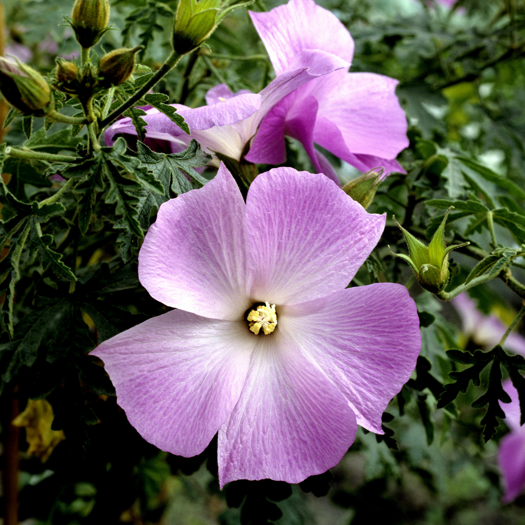 lavender hibiscus flower Buy Blue Hibiscus Phoenix, AZ | Alyogyne huegelii