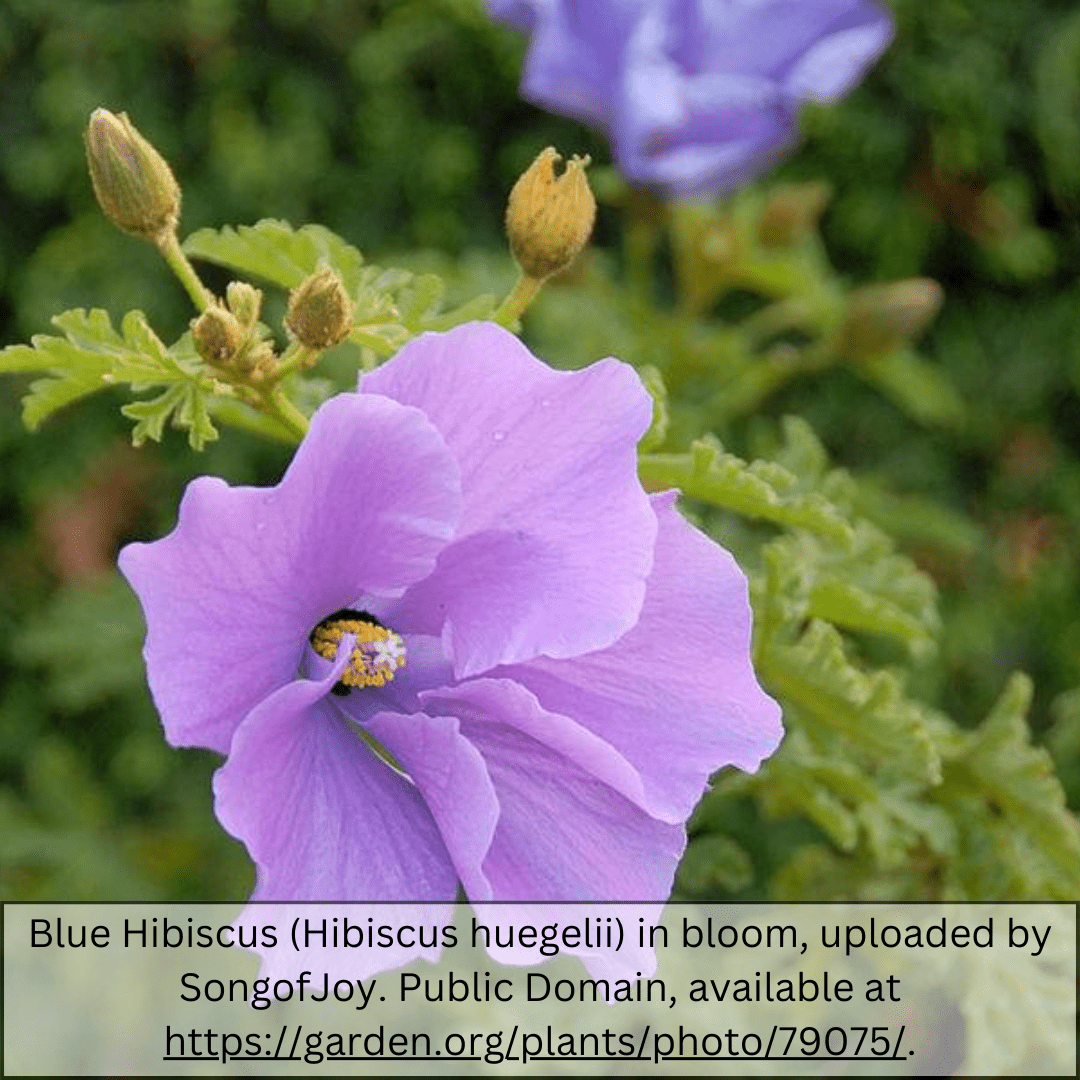 Blue Hibiscus (Alyogyne huegelii) lavender-blue flower close-up with purple center — Phoenix, AZ