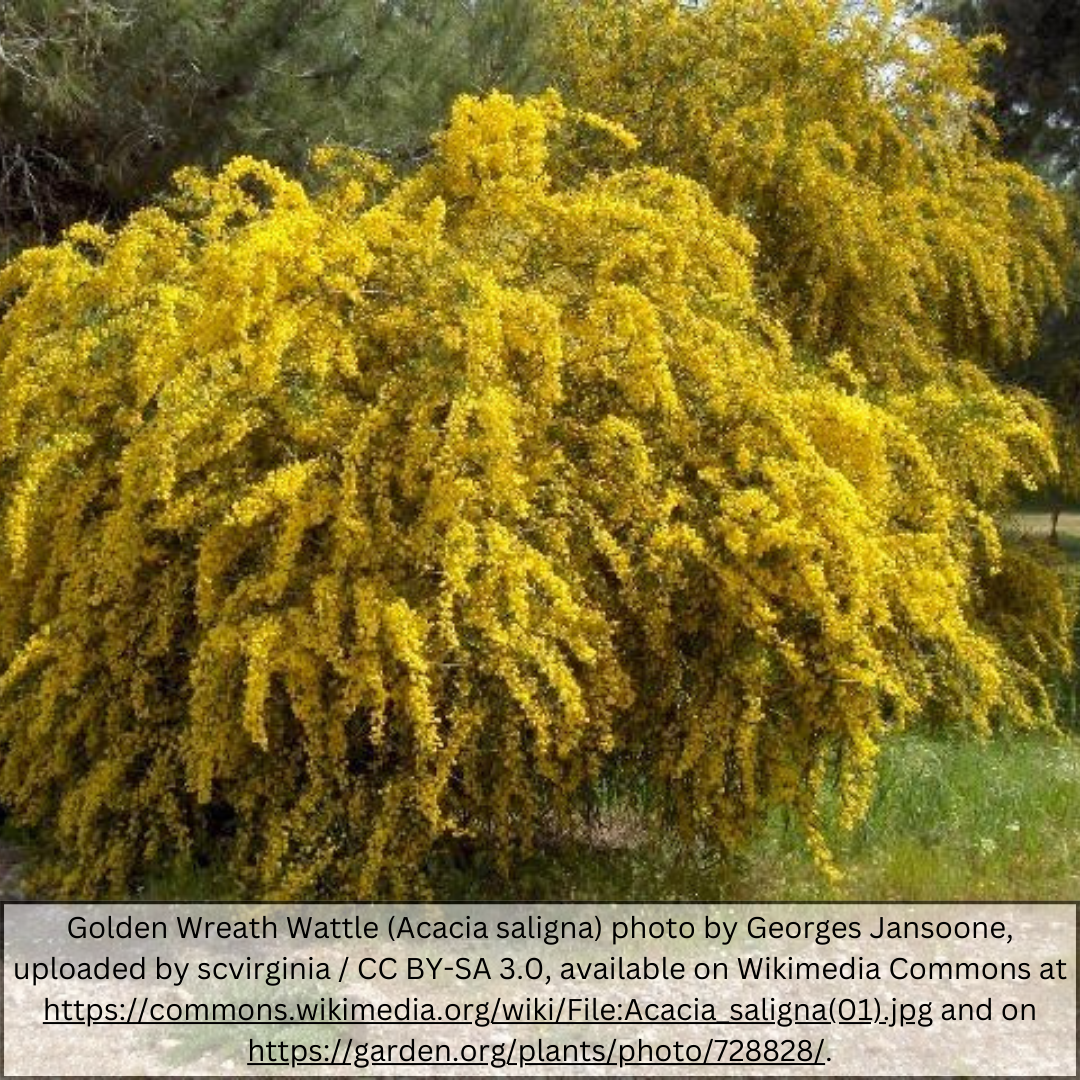 Willow Acacia