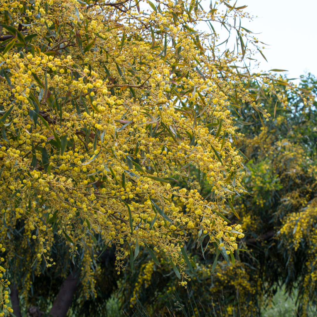 Willow Acacia (Acacia salicina) covered in yellow blooms — Phoenix, AZ