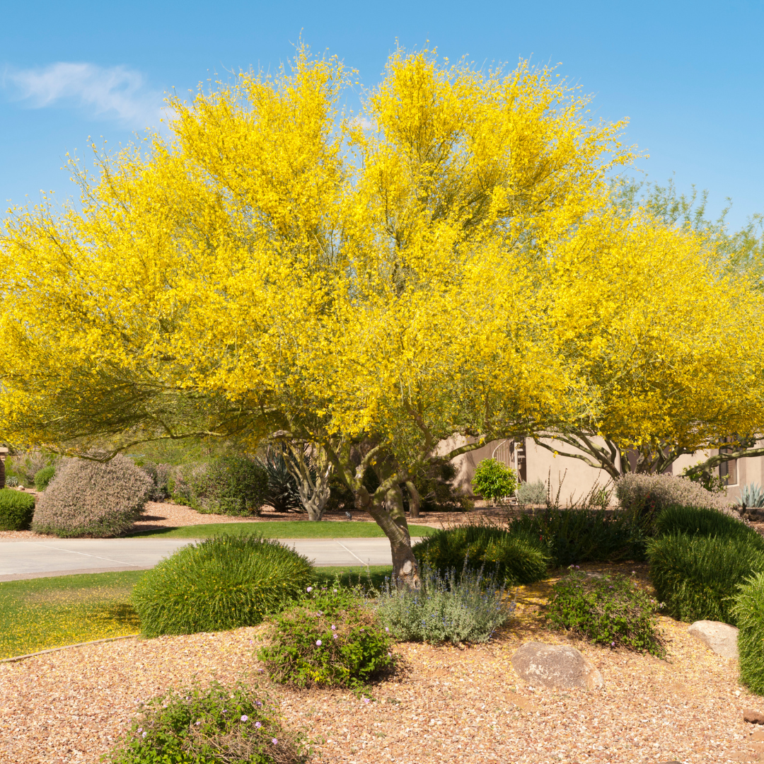 Blue Palo Verde