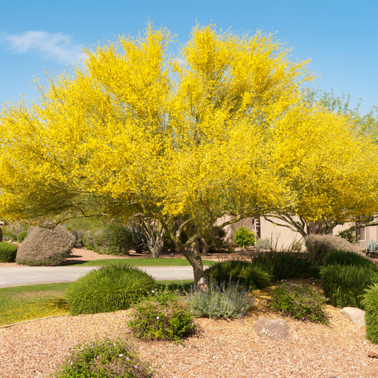 Blue Palo Verde