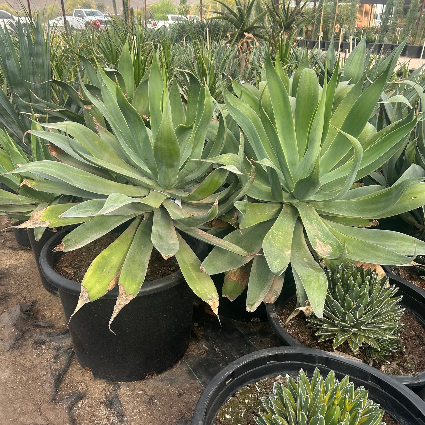 25 gallon Blue Flame Agave (Agave 'Blue Flame') in nursery pot — Phoenix, AZ