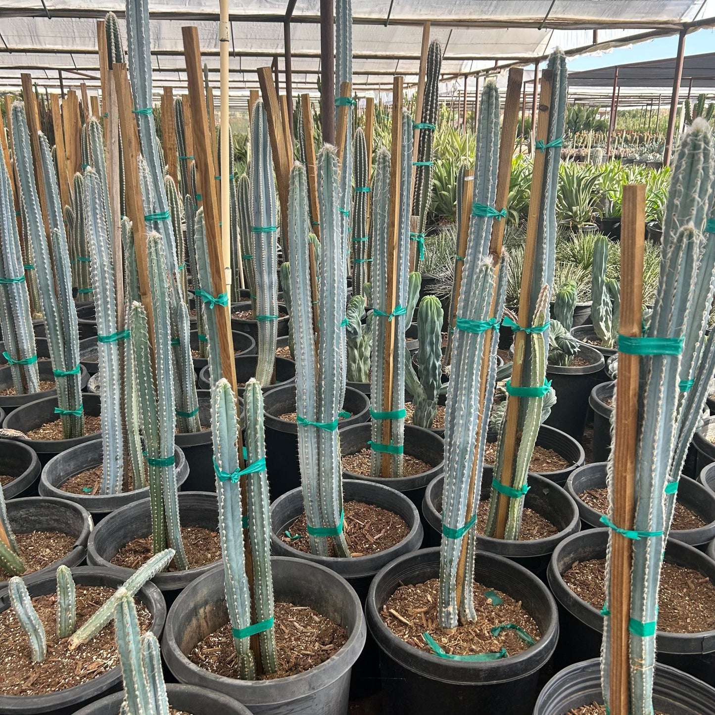 15 gallon Blue Ghost Agave (Agave franzosinii) in nursery pot — Phoenix, AZ