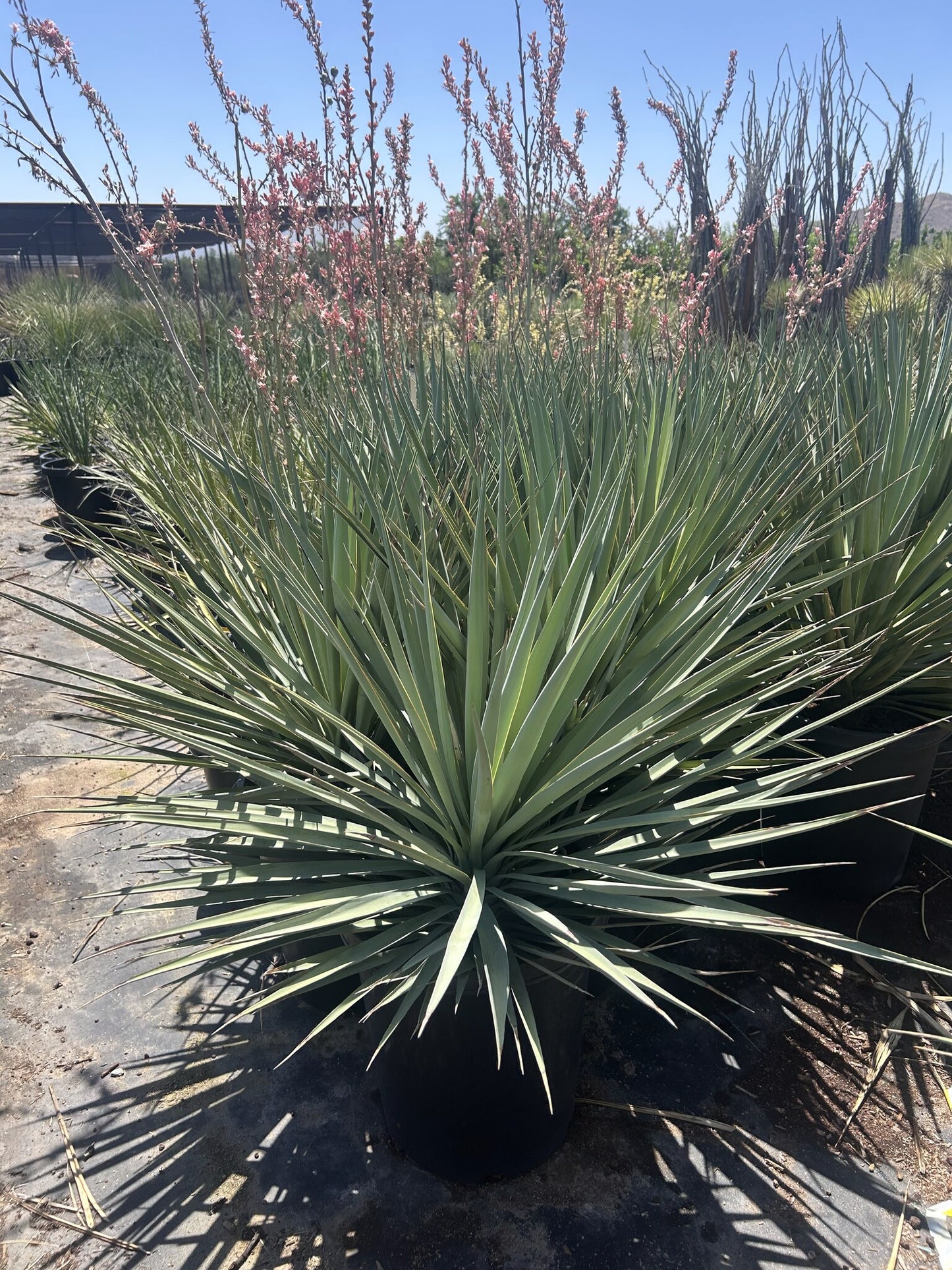 Blue Yucca 10/15 Gallon