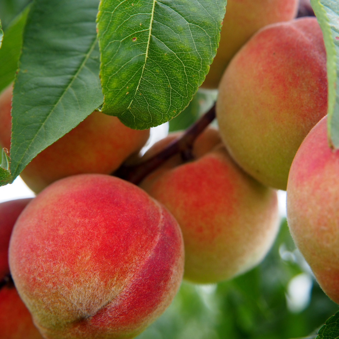 Bonanza Peach Tree