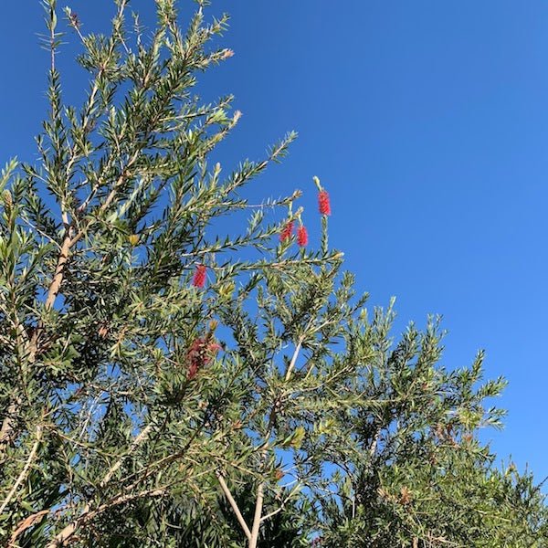 Bottle Brush Tree (Callistemon) evergreen canopy with red blooms against blue sky — Phoenix, AZ