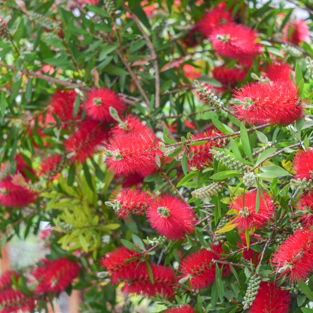 Bottlebrush Bush (Callistemon) with vibrant red bottle-shaped flower spikes and green foliage — Phoenix, AZ