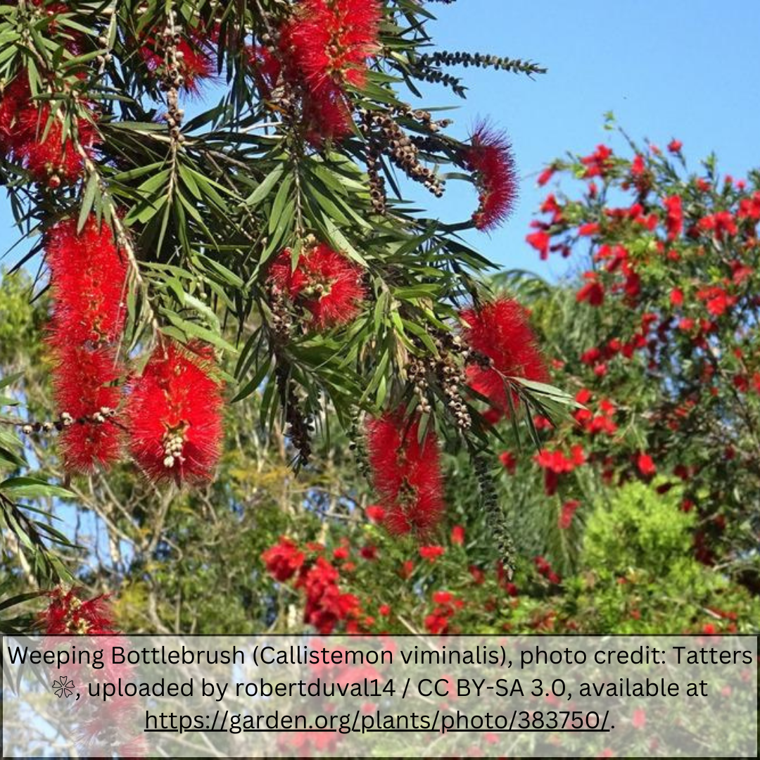Bottle Brush Tree