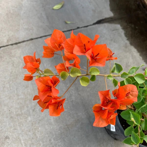 Bougainvillea Rosenka orange bracts close-up on concrete — Phoenix, AZ
