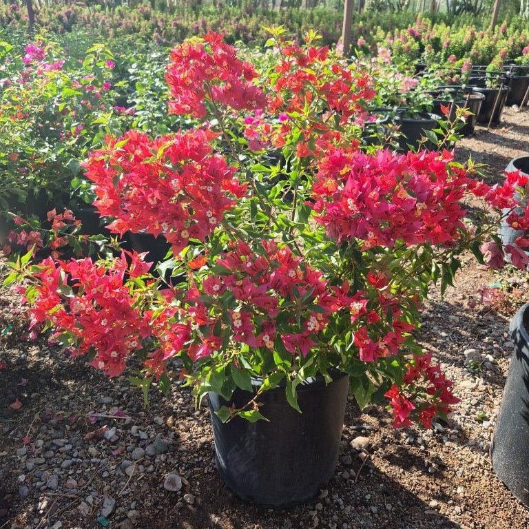 15 gallon Flame Bougainvillea with fiery orange-red bracts in black nursery pot — Phoenix, AZ