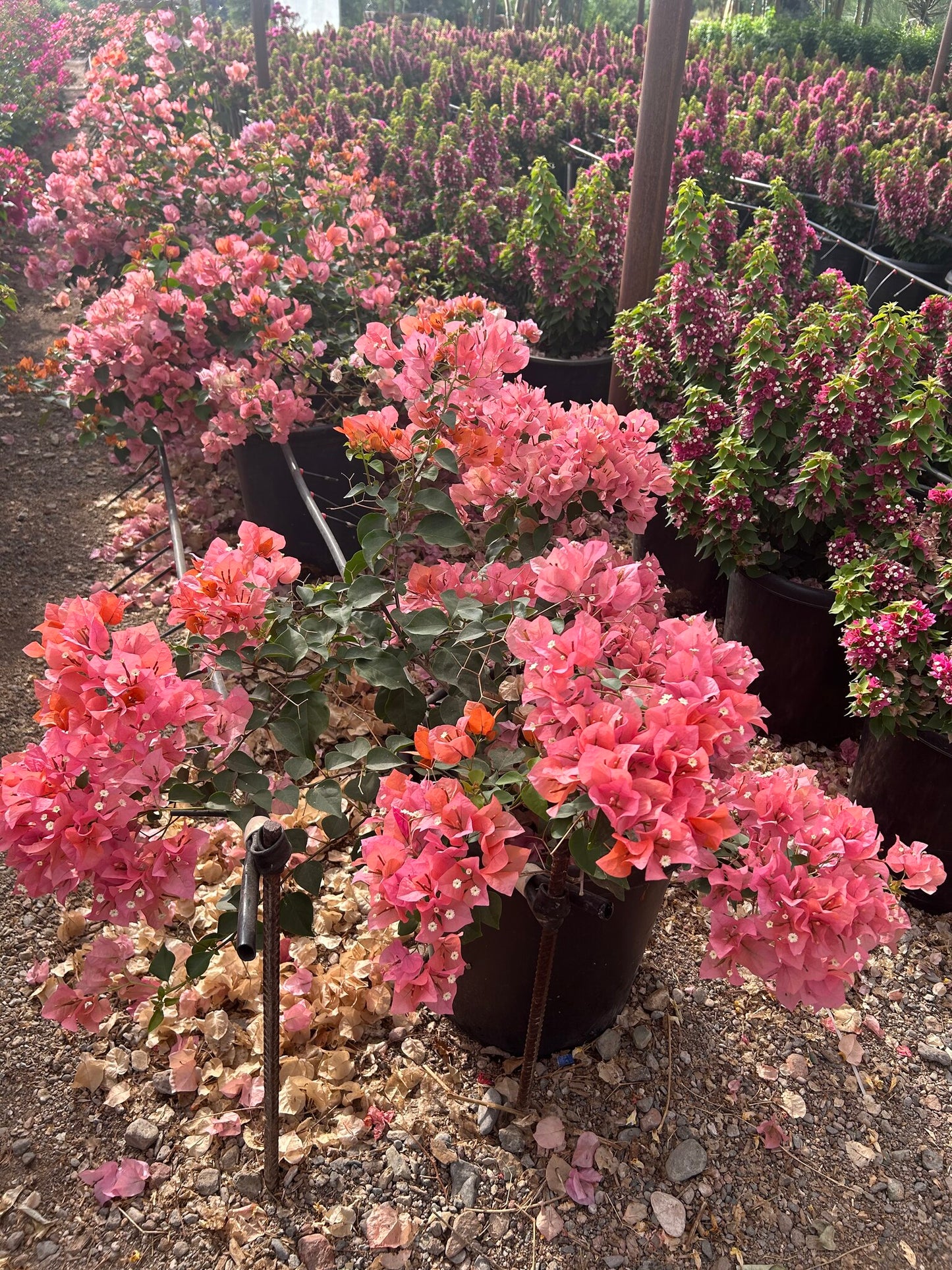 Bougainvillea 'Rosenka'