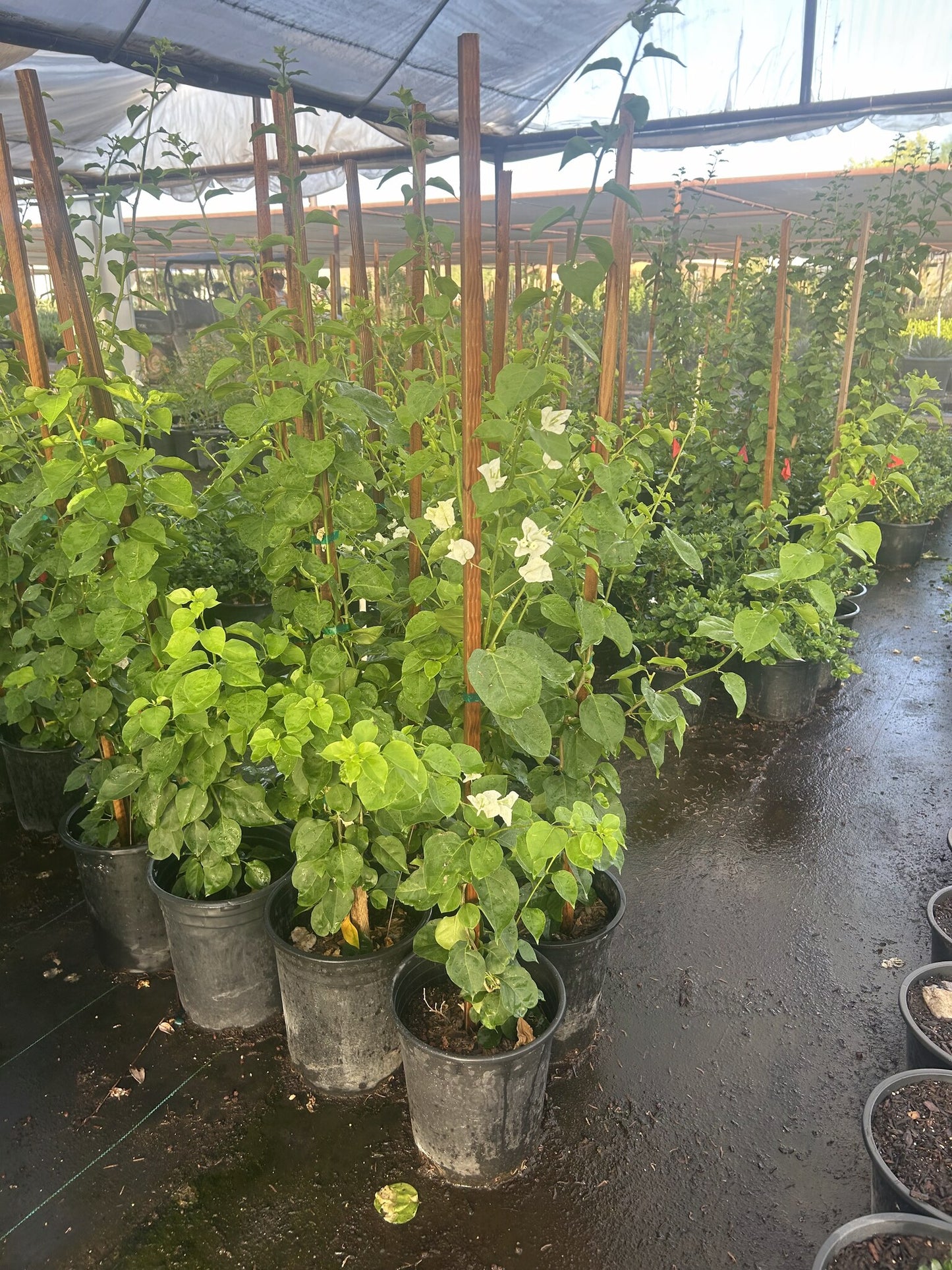 Bougainvillea White-Staked