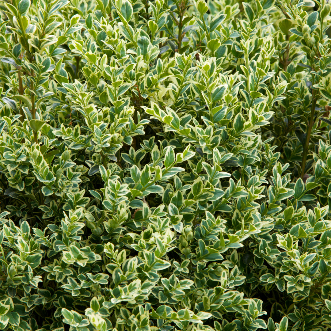 Boxleaf Euonymus fine-textured compact evergreen shrub with glossy dark green foliage — Phoenix, AZ