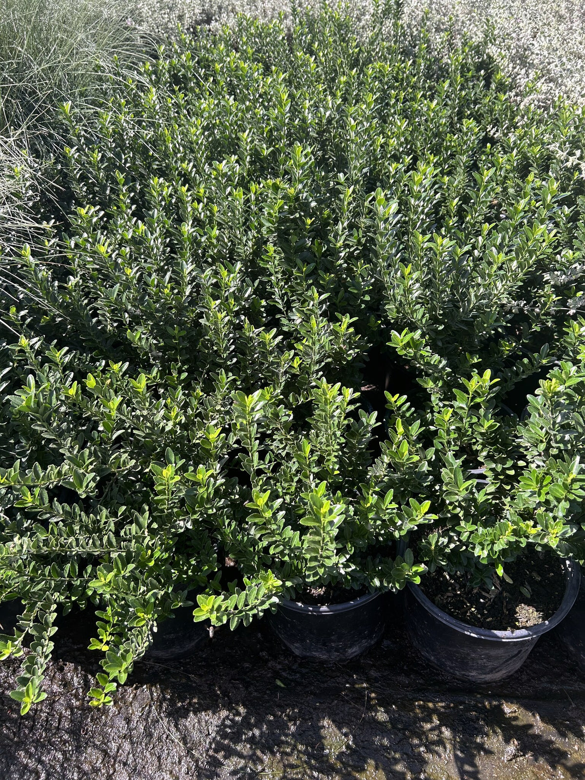 Boxleaf Euonymus with small glossy green leaves forming a dense upright hedge
