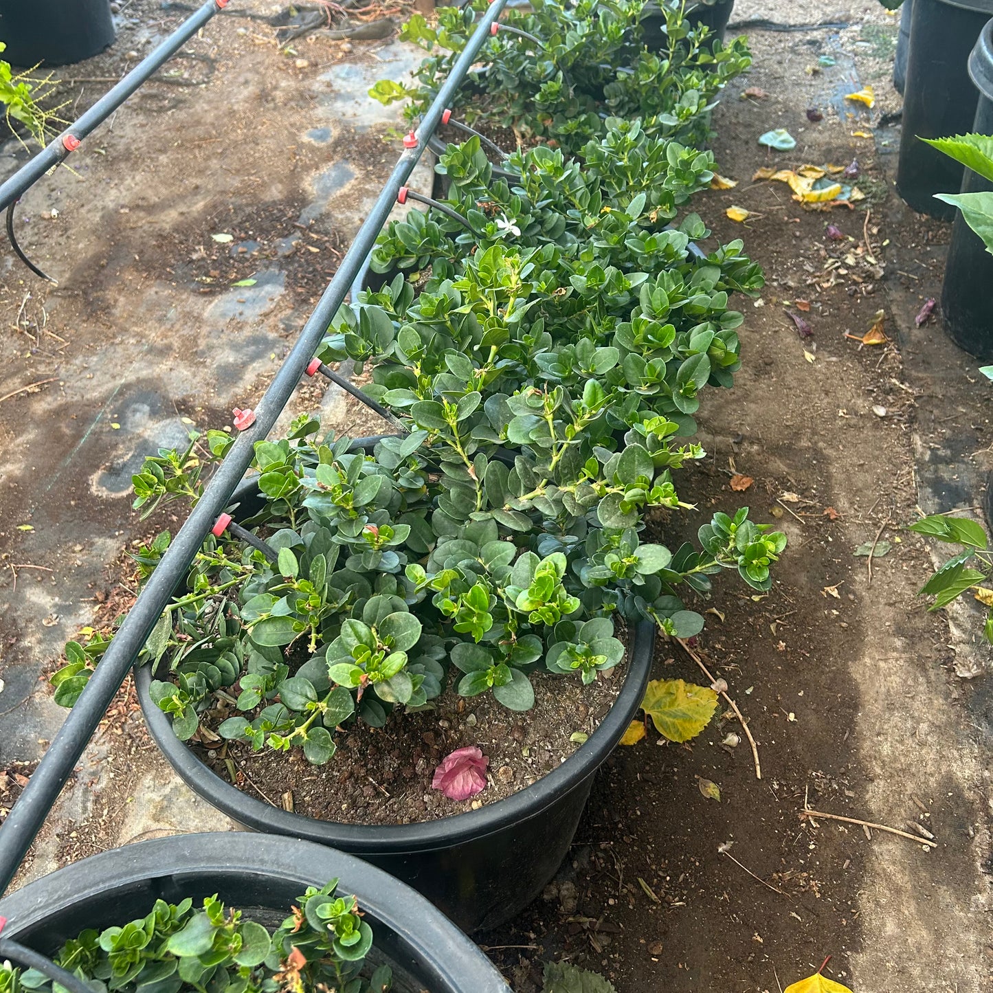 15 gallon Boxwood Beauty (Buxus microphylla var. japonica) in nursery pot — Phoenix, AZ