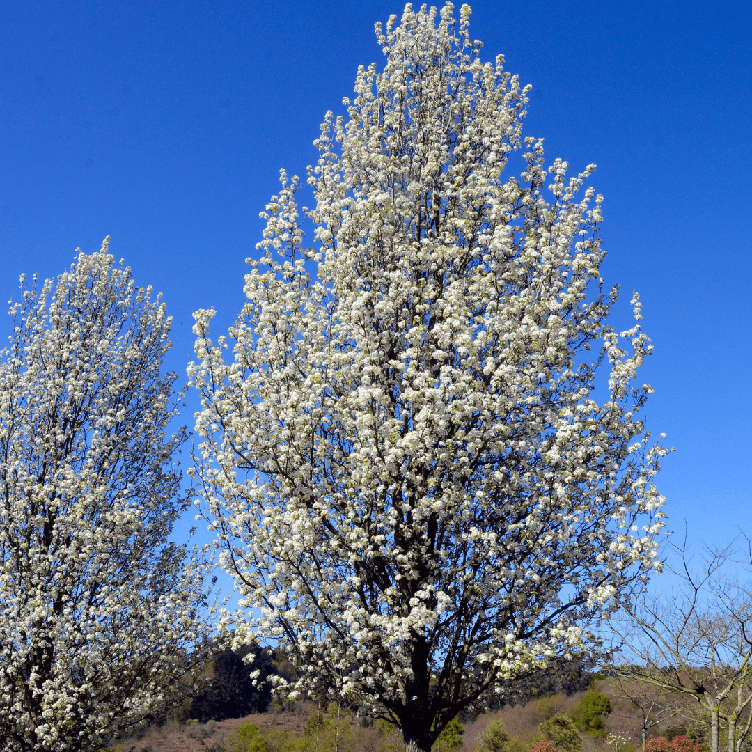 Bradford Pear (Pyrus calleryana) covered in white spring blooms against blue sky — Phoenix, AZ