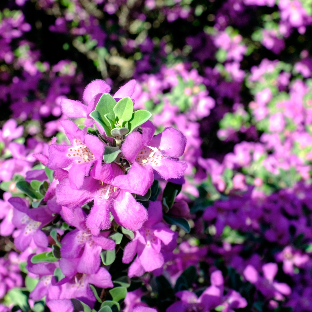 Rio Bravo Sage (Leucophyllum langmaniae) lavender-purple flowers covering green evergreen shrub — Phoenix, AZ