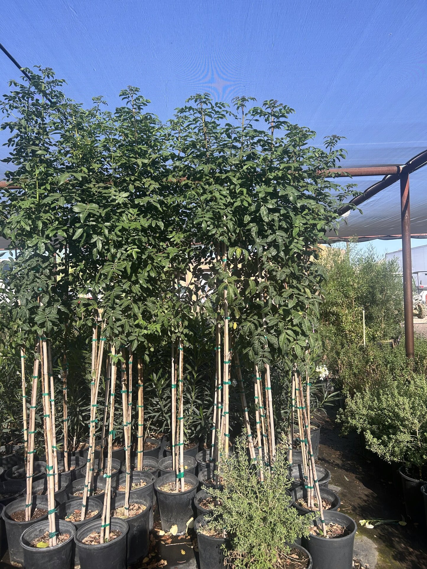 Brazilian Pepper - 3/5 Gallon