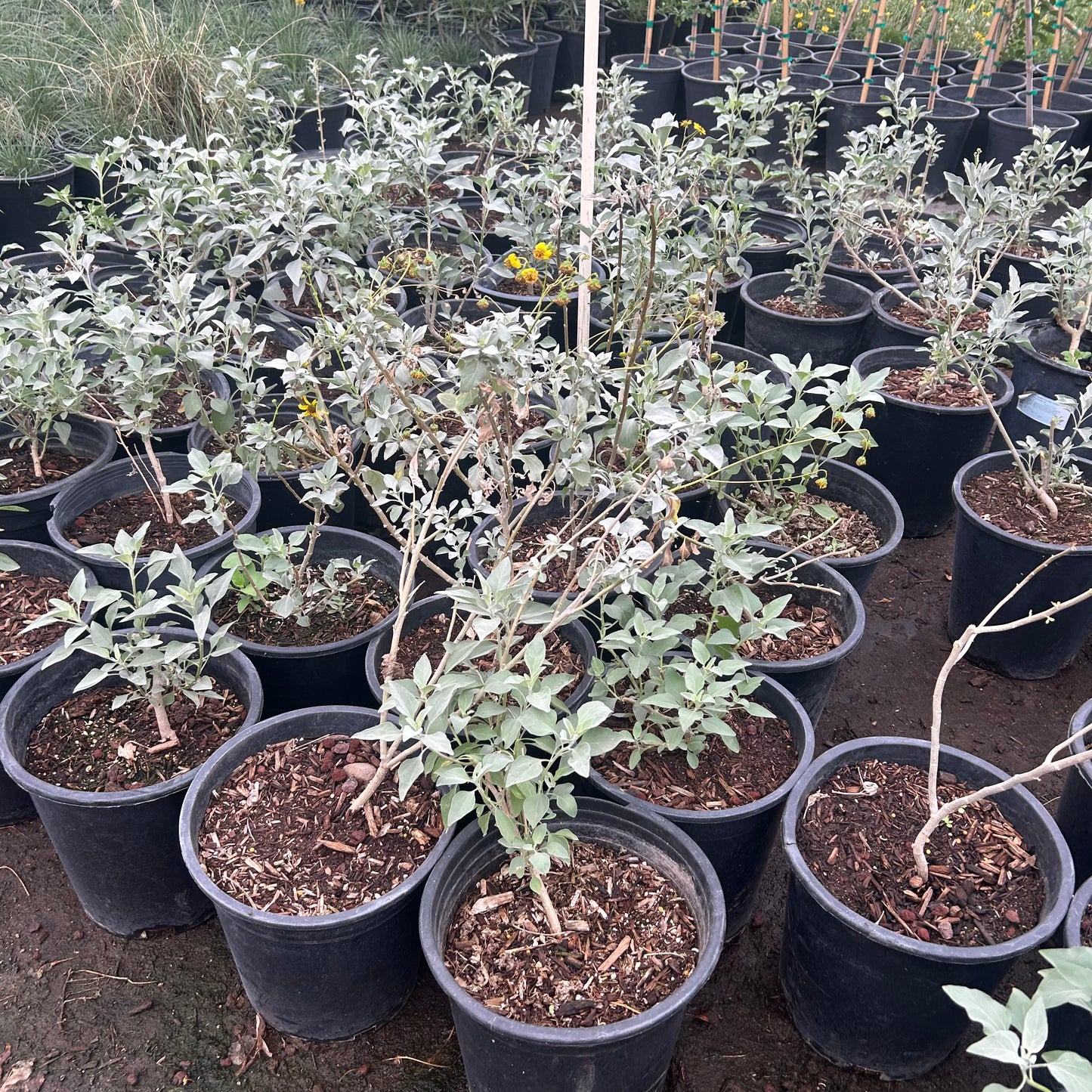 5 gallon Brittlebush (Encelia farinosa) in nursery pot — Phoenix, AZ
