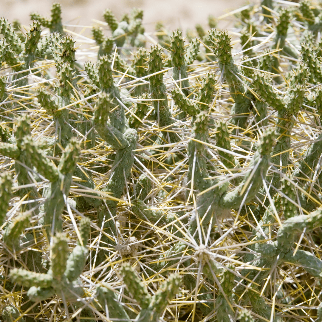 Buckhorn Cholla (Cylindropuntia acanthocarpa) close-up of spines and flower buds — Phoenix, AZ