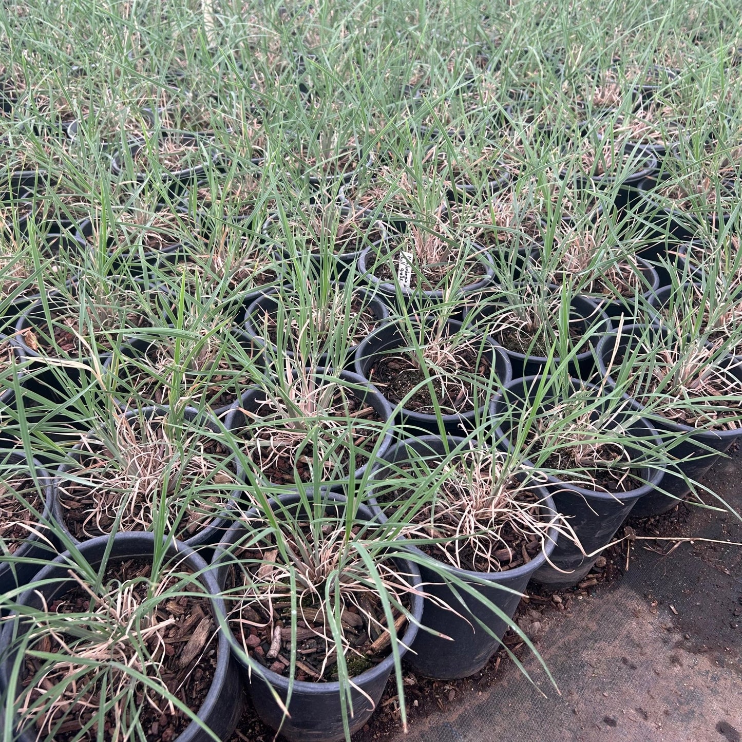 1 gallon Bull Grass (Muhlenbergia emersleyi) in nursery pot — Phoenix, AZ