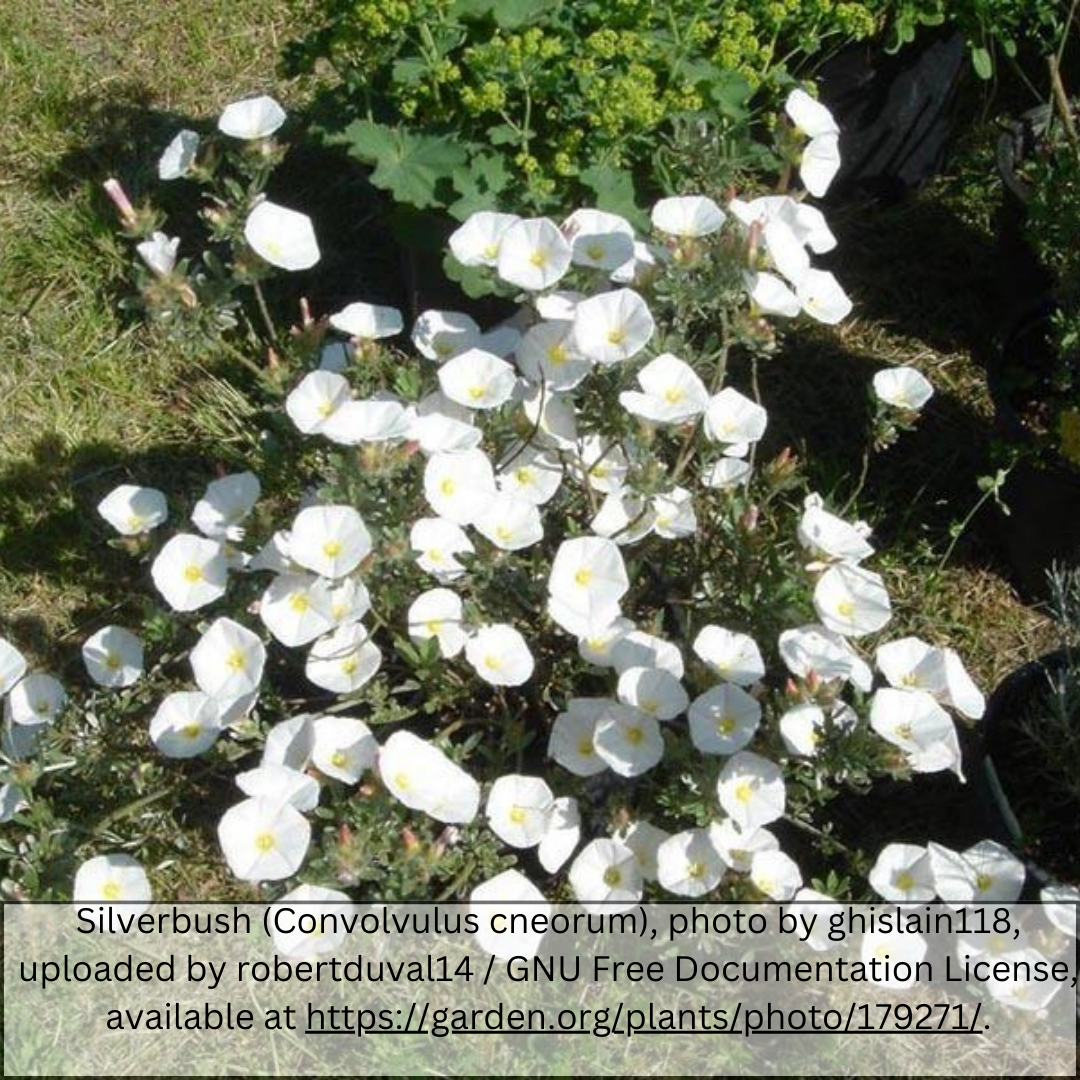 Bush Morning Glory shrub (Convolvulus cneorum) in Phoenix AZ landscape — silvery foliage and white blooms