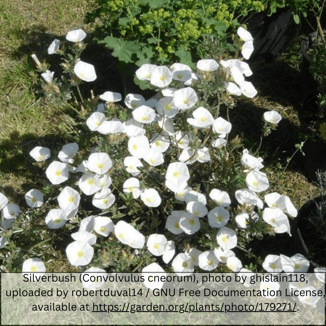 Bush Morning Glory shrub (Convolvulus cneorum) in Phoenix AZ landscape — silvery foliage and white blooms